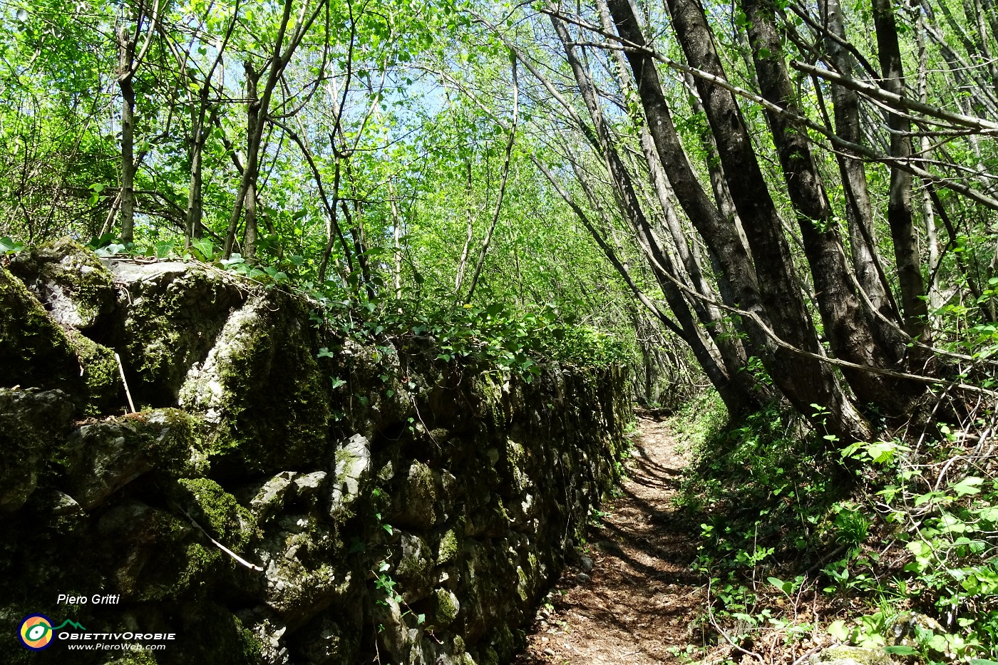 16 Sentiero nel bosco contenuto da muri a secco.JPG